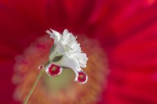 water-drops-miki-asai-8__880.jpg