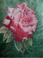 Rose-Color Pencil-Iranjoman (10).jpg