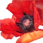Laleh-ColorPencil-Iranjoman (4).jpg