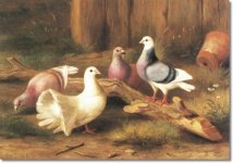 edgar-hunt-doves-1918-approximate-original-size-6x9.jpg