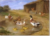 edgar-hunt-ducks-1949-approximate-original-size-11x14.jpg