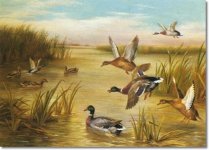 edgar-hunt-ducks-in-flight-1926-approximate-original-size-11.jpg