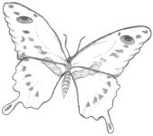 butterfly-drawing.jpg