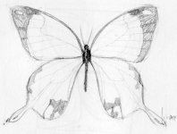 butterfly-drawing-06.jpg