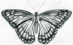 butterfly-drawings09.jpg