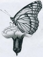 butterfly-pencil-drawings08.jpg