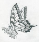 butterfly-sketch05.jpg