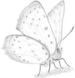 drawing-of-a-butterfly.jpg