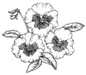 flower-drawing-03.jpg