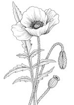 poppy-11203.jpg