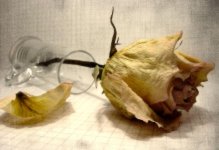 dried rose.JPG