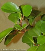 Peperomia%20magnoliaefolia%204.jpg