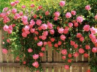 American%20Beauty%20Climbing%20Roses.jpg