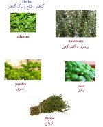 Herbs.jpg