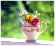 summer_in_a_pot_by_memmarte-d33duef.jpg