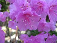 250px-Rhododendron_mucronulatum4.jpg